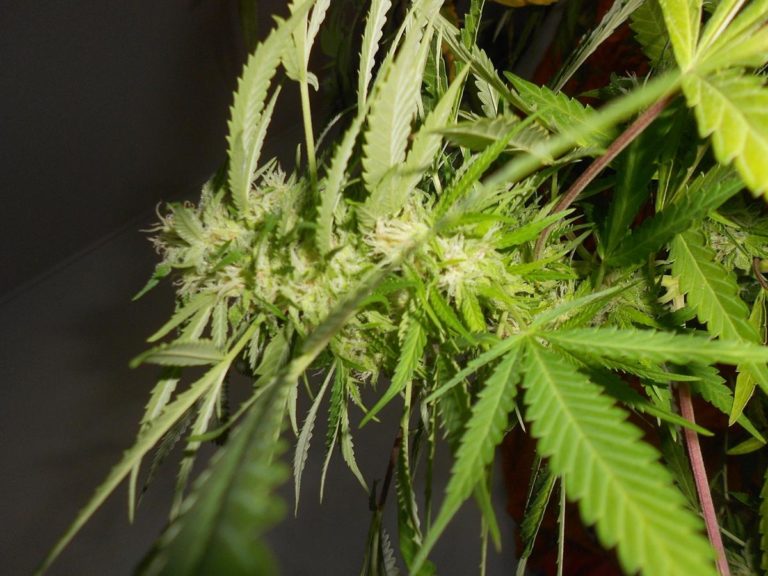 Nawóz na kwitnienie marihuany – sposób na udane plony